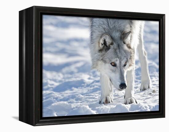 Alaskan Tundra Wolf (Canis Lupus Tundrarum) in Winter, Grizzly and Wolf Discovery Center, West Yell-Kimberly Walker-Framed Premier Image Canvas