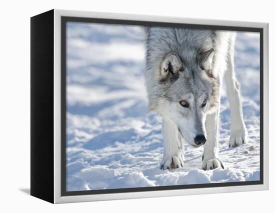 Alaskan Tundra Wolf (Canis Lupus Tundrarum) in Winter, Grizzly and Wolf Discovery Center, West Yell-Kimberly Walker-Framed Premier Image Canvas