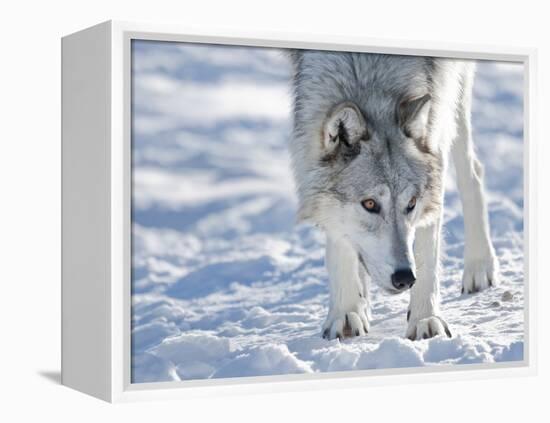 Alaskan Tundra Wolf (Canis Lupus Tundrarum) in Winter, Grizzly and Wolf Discovery Center, West Yell-Kimberly Walker-Framed Premier Image Canvas