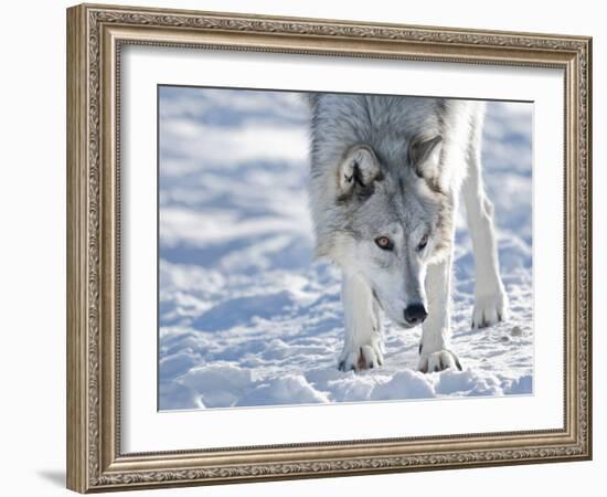 Alaskan Tundra Wolf (Canis Lupus Tundrarum) in Winter, Grizzly and Wolf Discovery Center, West Yell-Kimberly Walker-Framed Photographic Print