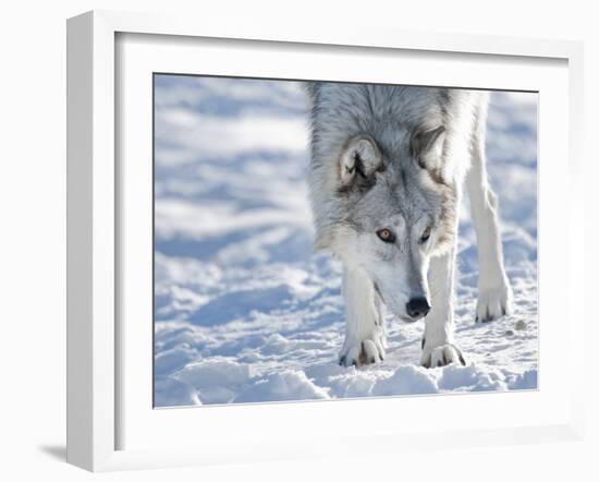 Alaskan Tundra Wolf (Canis Lupus Tundrarum) in Winter, Grizzly and Wolf Discovery Center, West Yell-Kimberly Walker-Framed Photographic Print