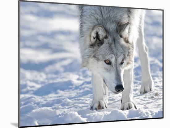 Alaskan Tundra Wolf (Canis Lupus Tundrarum) in Winter, Grizzly and Wolf Discovery Center, West Yell-Kimberly Walker-Mounted Photographic Print