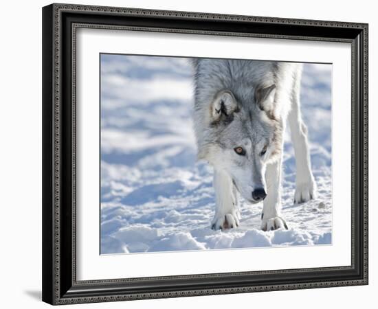 Alaskan Tundra Wolf (Canis Lupus Tundrarum) in Winter, Grizzly and Wolf Discovery Center, West Yell-Kimberly Walker-Framed Photographic Print