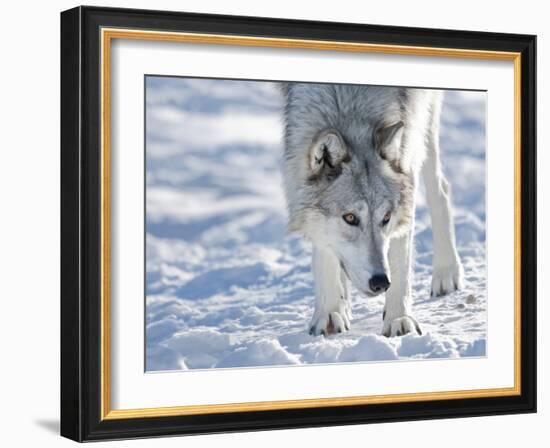 Alaskan Tundra Wolf (Canis Lupus Tundrarum) in Winter, Grizzly and Wolf Discovery Center, West Yell-Kimberly Walker-Framed Photographic Print