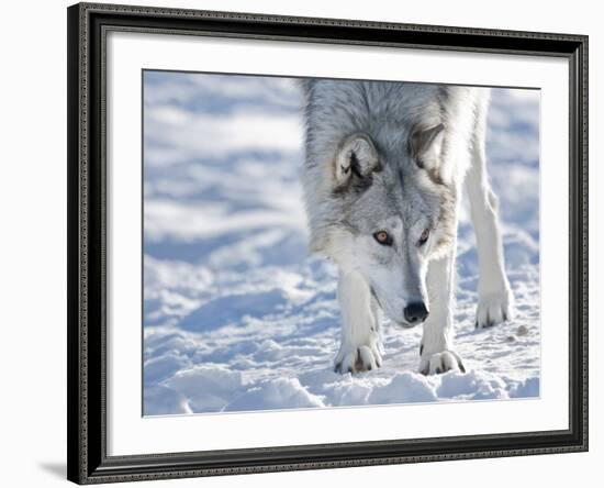 Alaskan Tundra Wolf (Canis Lupus Tundrarum) in Winter, Grizzly and Wolf Discovery Center, West Yell-Kimberly Walker-Framed Photographic Print