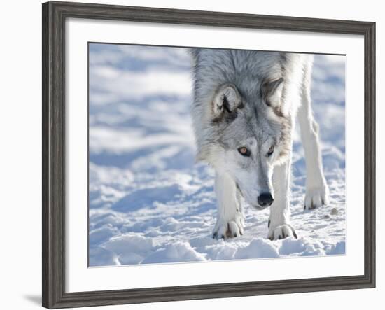 Alaskan Tundra Wolf (Canis Lupus Tundrarum) in Winter, Grizzly and Wolf Discovery Center, West Yell-Kimberly Walker-Framed Photographic Print