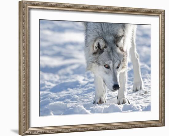 Alaskan Tundra Wolf (Canis Lupus Tundrarum) in Winter, Grizzly and Wolf Discovery Center, West Yell-Kimberly Walker-Framed Photographic Print