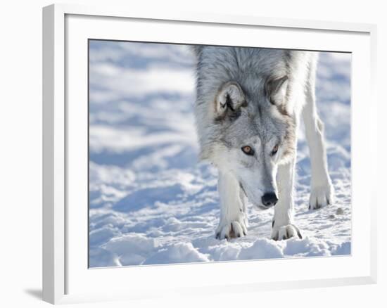 Alaskan Tundra Wolf (Canis Lupus Tundrarum) in Winter, Grizzly and Wolf Discovery Center, West Yell-Kimberly Walker-Framed Photographic Print