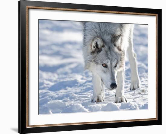 Alaskan Tundra Wolf (Canis Lupus Tundrarum) in Winter, Grizzly and Wolf Discovery Center, West Yell-Kimberly Walker-Framed Photographic Print