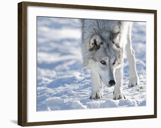 Alaskan Tundra Wolf (Canis Lupus Tundrarum) in Winter, Grizzly and Wolf Discovery Center, West Yell-Kimberly Walker-Framed Photographic Print