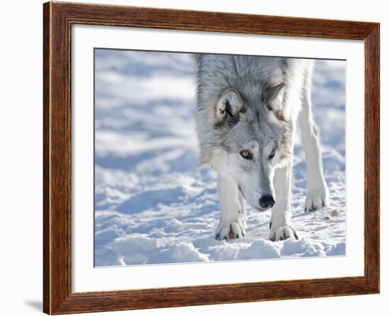 Alaskan Tundra Wolf (Canis Lupus Tundrarum) in Winter, Grizzly and Wolf Discovery Center, West Yell-Kimberly Walker-Framed Photographic Print