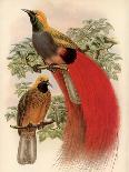 Scarlet Bird of Paradise-Alastair Reynolds-Art Print