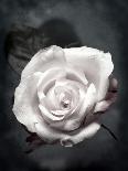 Composing, White Rose Layered with Pink Blossoms on Black Background-Alaya Gadeh-Photographic Print