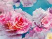 Premium Photographic Print