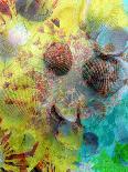 Photographic Layer Work from Seashells and Flowers-Alaya Gadeh-Photographic Print