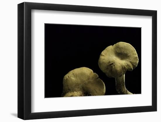 Albatrellus Cristatus-Paul Starosta-Framed Photographic Print