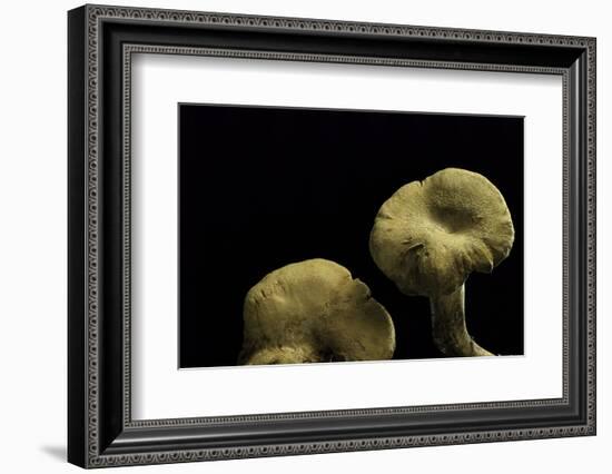 Albatrellus Cristatus-Paul Starosta-Framed Photographic Print