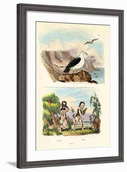 Albatros, 1833-39-null-Framed Giclee Print