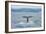 Albatros Walvis Whale-B-N-N-Framed Photographic Print