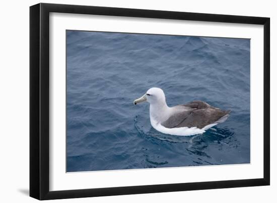 Albatros Walvis Whale-B-N-N-Framed Photographic Print