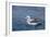 Albatros Walvis Whale-B-N-N-Framed Photographic Print