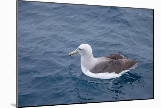 Albatros Walvis Whale-B-N-N-Mounted Photographic Print