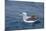 Albatros Walvis Whale-B-N-N-Mounted Photographic Print