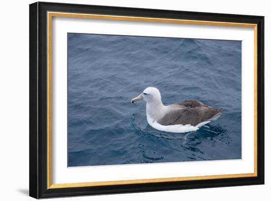 Albatros Walvis Whale-B-N-N-Framed Photographic Print