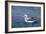 Albatros Walvis Whale-B-N-N-Framed Photographic Print