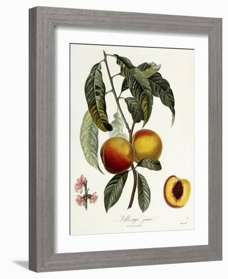 Alberge Jaune-Pierre Antoine Poiteau-Framed Giclee Print