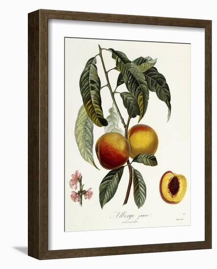 Alberge Jaune-Pierre Antoine Poiteau-Framed Giclee Print