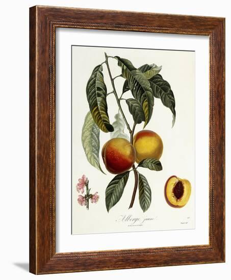 Alberge Jaune-Pierre Antoine Poiteau-Framed Giclee Print