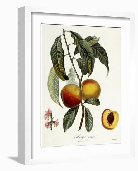 Alberge Jaune-Pierre Antoine Poiteau-Framed Giclee Print