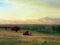 Buffalo on the Plains, C.1890-Albert Bierstadt-Giclee Print