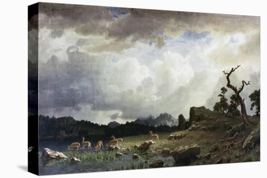 Stretched Canvas Print, , large
