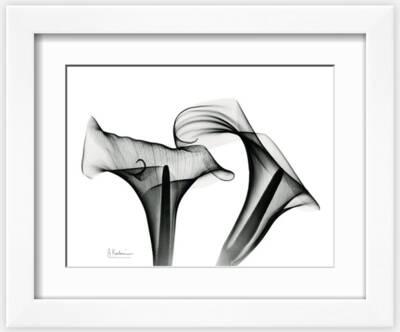 Calla Lily Black and White Photography Wall Art: Prints, Paintings &  Posters | Art.com