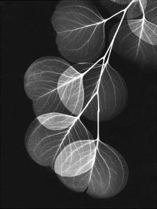 Leaves X Ray Photography Art Prints Paintings Posters Wall Art Art Com