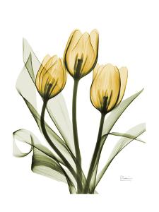Golden Tulips by Albert Koetsier