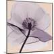 Premium Photographic Print