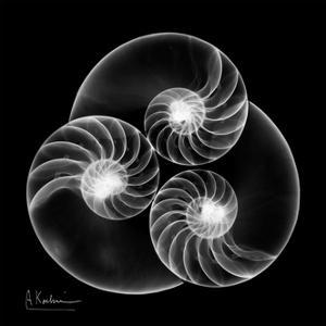 Nautilus Art Prints Paintings Posters Framed Wall Artwork For Sale Art Com