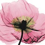 Poppy Pink-Albert Koetsier-Art Print