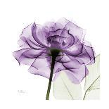 Royal Purple Parrot Tulip-Albert Koetsier-Art Print