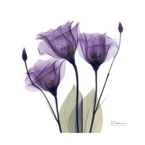 Royal Purple Gentian Trio by Albert Koetsier