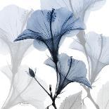 Blue Iris Portrait-Albert Koetsier-Premium Giclee Print
