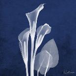 Orchids in Blue-Albert Koetsier-Art Print