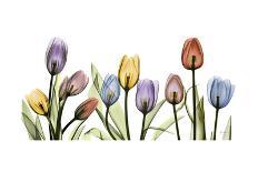 Tulips Indigo-Albert Koetsier-Premium Giclee Print
