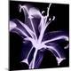 Premium Photographic Print