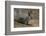 Albert Squirrel-DLILLC-Framed Photographic Print