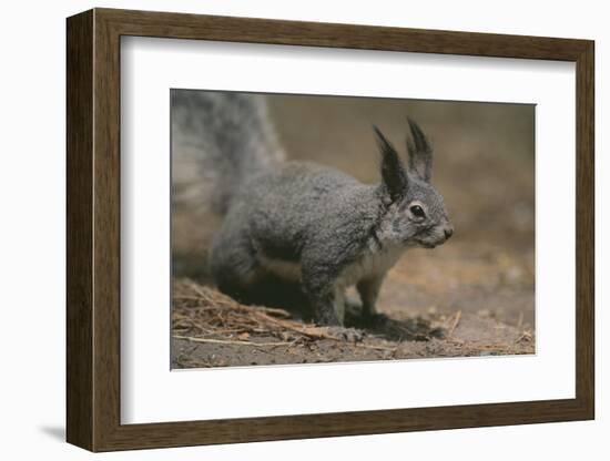 Albert Squirrel-DLILLC-Framed Photographic Print