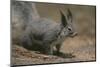 Albert Squirrel-DLILLC-Mounted Photographic Print